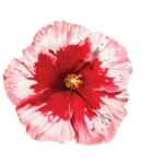 Hibiscus Art 2