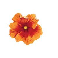 Hibiscus Art 6
