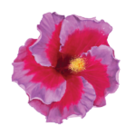 Hibiscus Art 7
