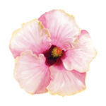 Hibiscus Art 1