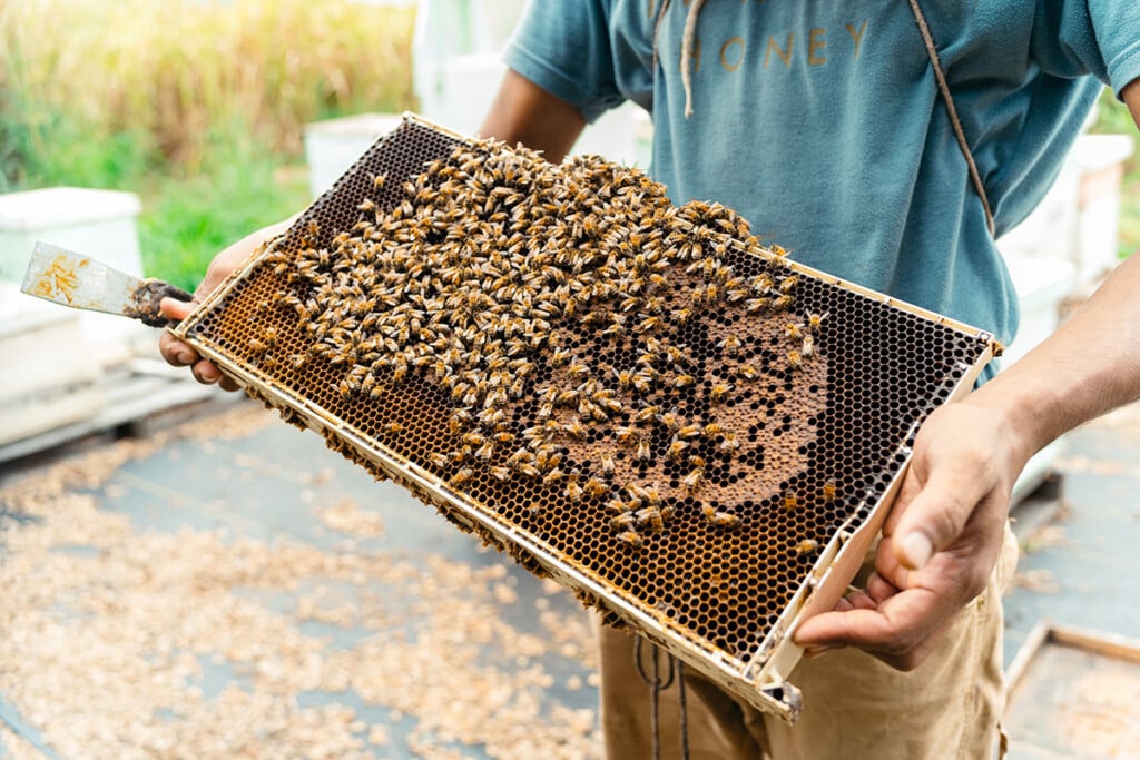 Honeycomb from the Wahiawā hives