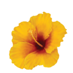Hibiscus Art 12