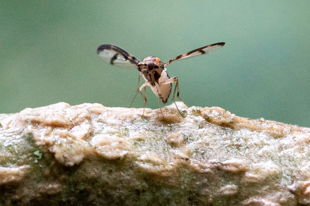 An endangered Hawaiian picture-winged fly Drosophila hemipeza, grown in a UH lab, just after release in the Mānoa Cliff Restoration area of the Pu‘u Ōhi‘a forest