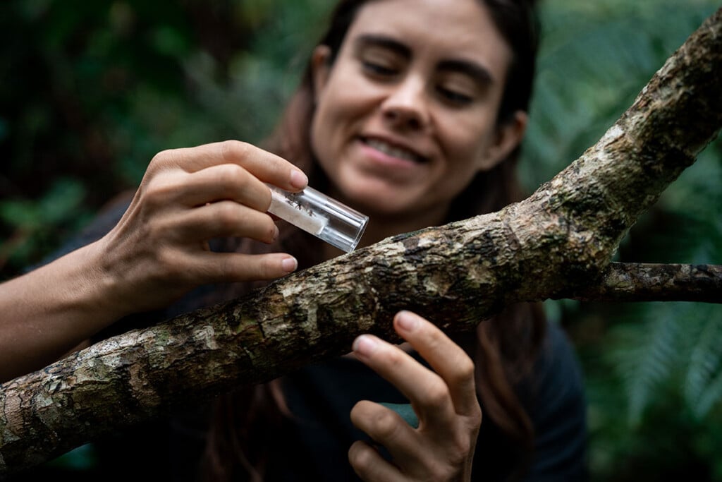 Emma Yuen helps release endangered Hawaiian picture-winged flies on an ‘ōhā wai plant to help restore balance to the natural ecoystem of the native forest.