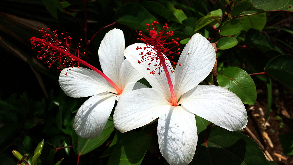 Green/Crest – Indigenoushawaii