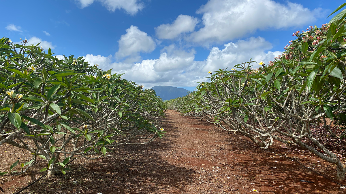 Little Plumeria Farms Opens for Guided Tours on O‘ahu’s North Shore
