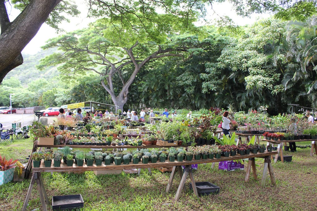 1 PlantsaleEarlier unthirsty plant sale at the Hālawa Xeriscape Garden. Photo: Honolulu Board of Water Supply succulents