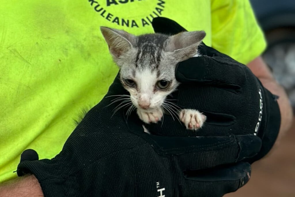 Haka Rescue Kitten