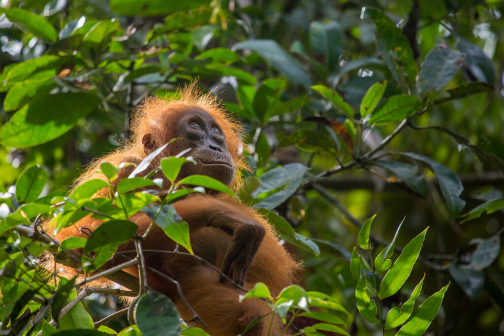 Ourplanet Jungles 7 Huwcordey