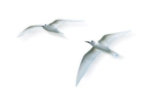 Bird Image Pair