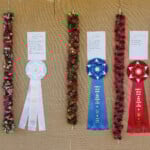row of hanging lei with prize ribbons