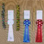 row of hanging lei with prize ribbons