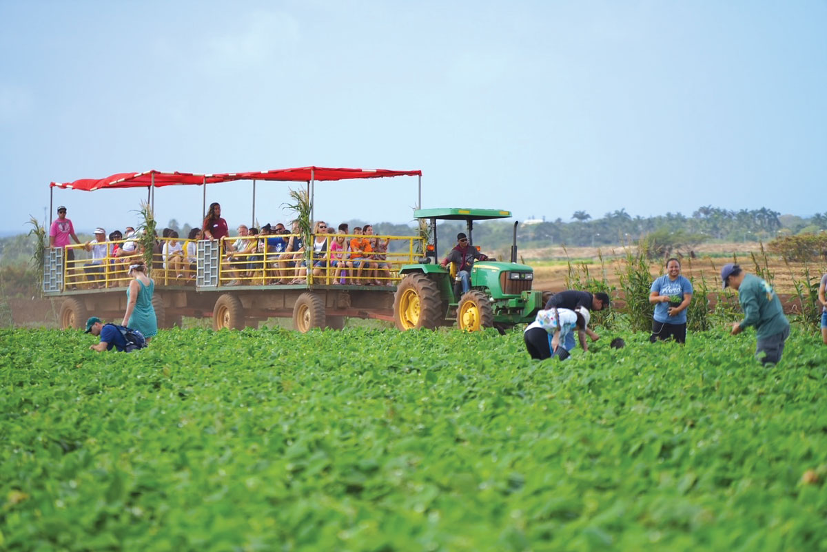 Happy Harvest: Where to Pick Produce This Autumn