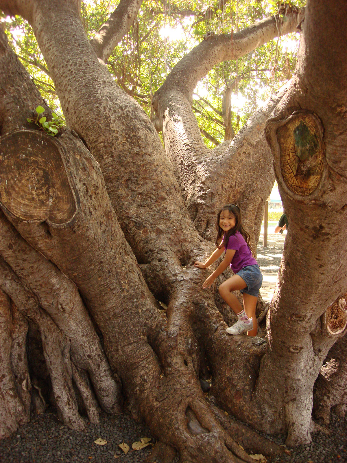 Hailey Akau Posing With The Historic Lahaina Banyan Tree Circa 2008