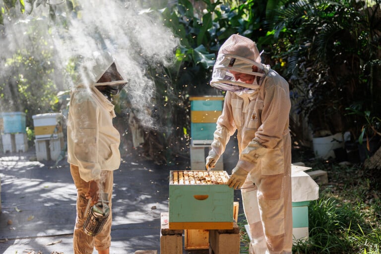 Hn2411은 Hanai Hives 5550입니다.