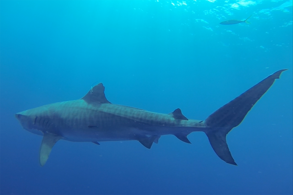 shark swimming