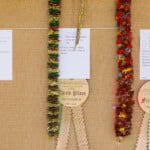 Hn2505 Ay May Day Lei Contest 8673