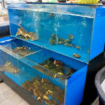 Kellys Korner Seafood Tanks Pc Andrea Lee