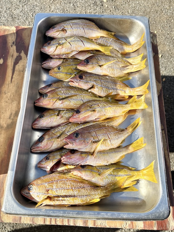 Local I‘a Fish Fry Plates Will Help Clear Invasive Ta‘ape Off Our Reefs