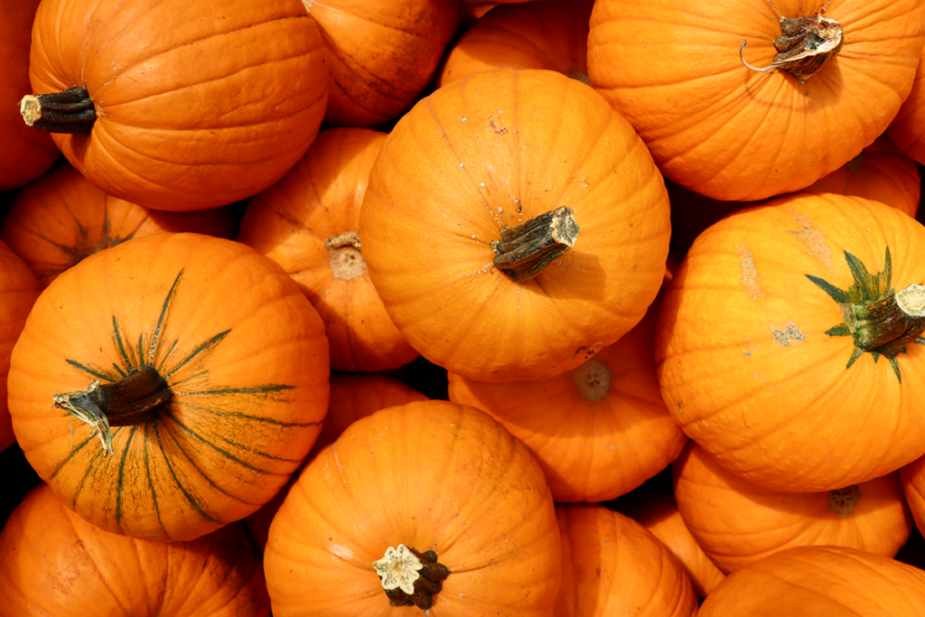 Pumpkins Photo Courtesy Of Maris Gardens