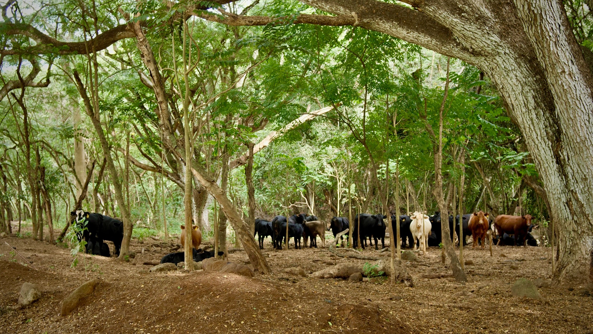 Kaukonahua-Ranch-Cattle Kaukonahua Ranch Cattle
