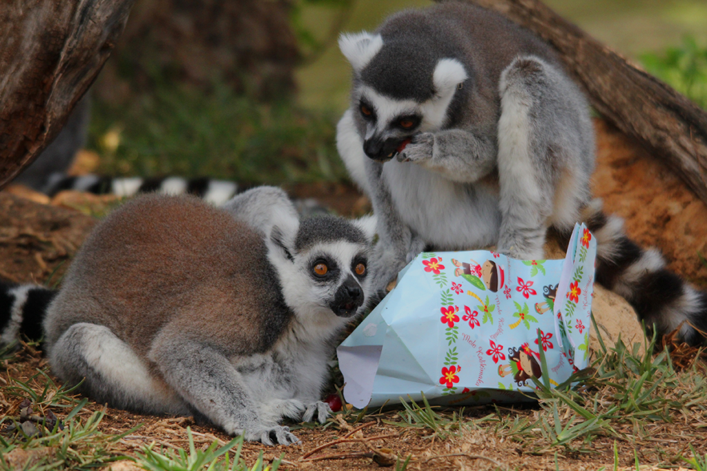 Holidays With The Animals Photo Courtesy Of The Honolulu Zoo Society
