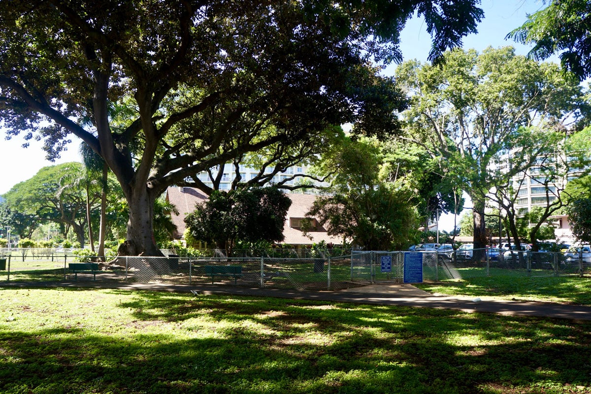 Punahou-Square-Off-Leash-Dog-Park-1-pc-Andrea-Lee Punahou Square Off Leash Dog Park 1 Pc Andrea Lee
