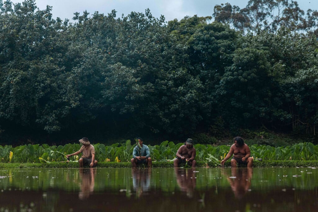 Doc Lifeonthefarm Cg 452