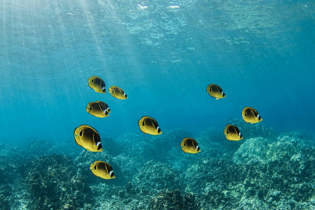 Coral Reef