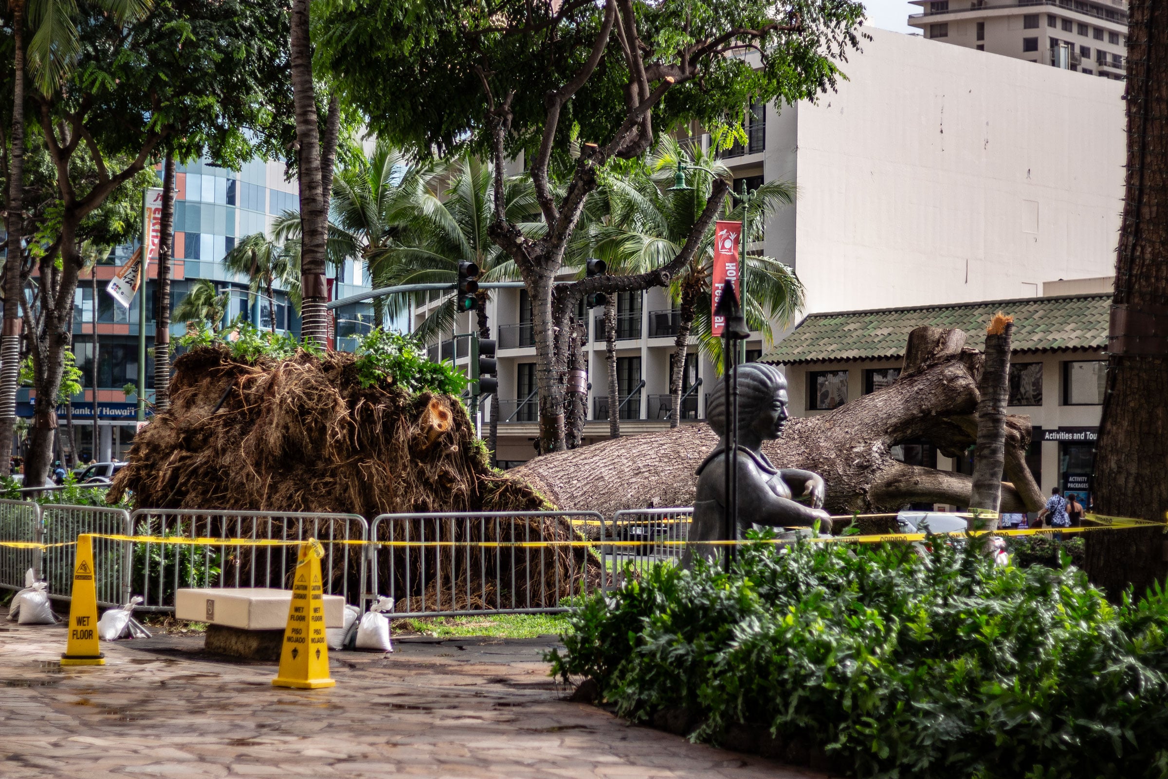 Fallen Tree Waikiki
