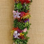 Lei16