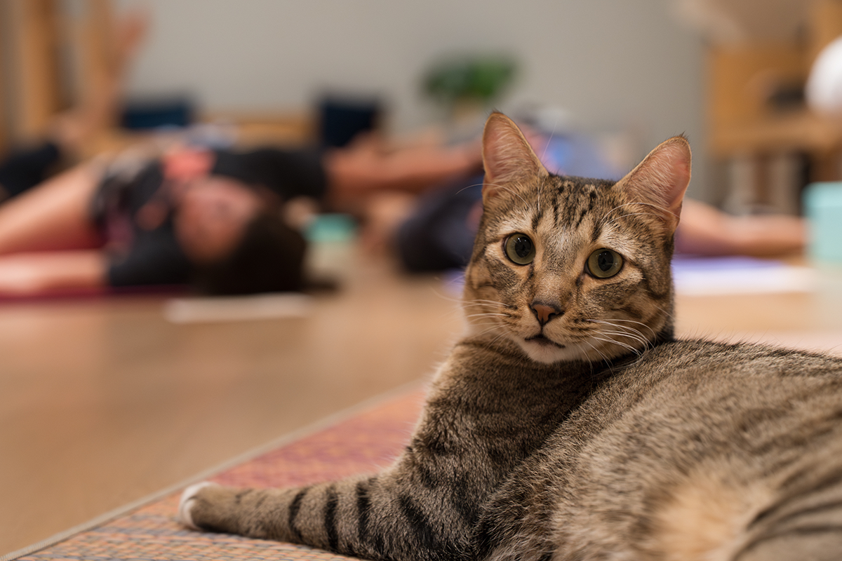 Cat Cafe Moff Yoga Pc Rintaro Kaneko