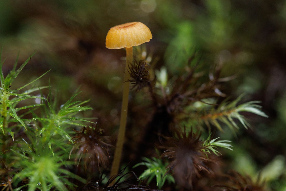 HN2608-AY-Malama-Mushrooms-3427 Hn2608 Ay Malama Mushrooms 3427