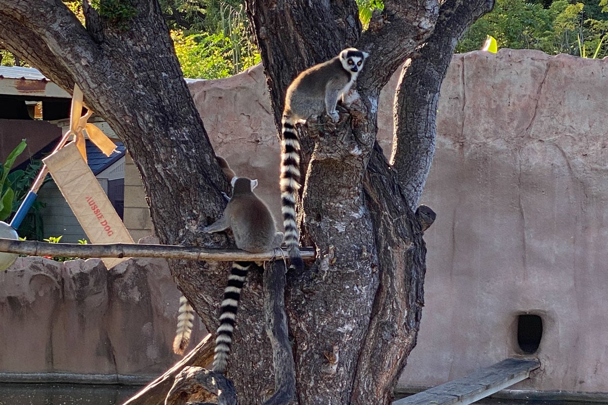 Lemurs At The Twilight Tour At The Zoo Photo Credit Laura Dornbush