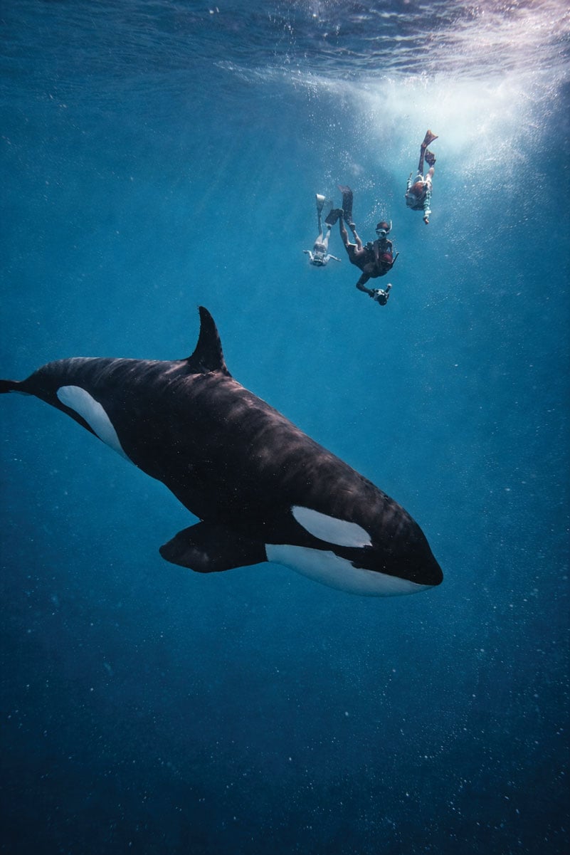 bucket-list-garrett-gee-orcas-with-kids_AidanBedford Bucket List Garrett Gee Orcas With Kids Aidanbedford