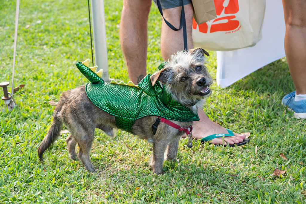 Hawaiian Humane Society Petwalk Photo Credit Kelli With An Eye Photography
