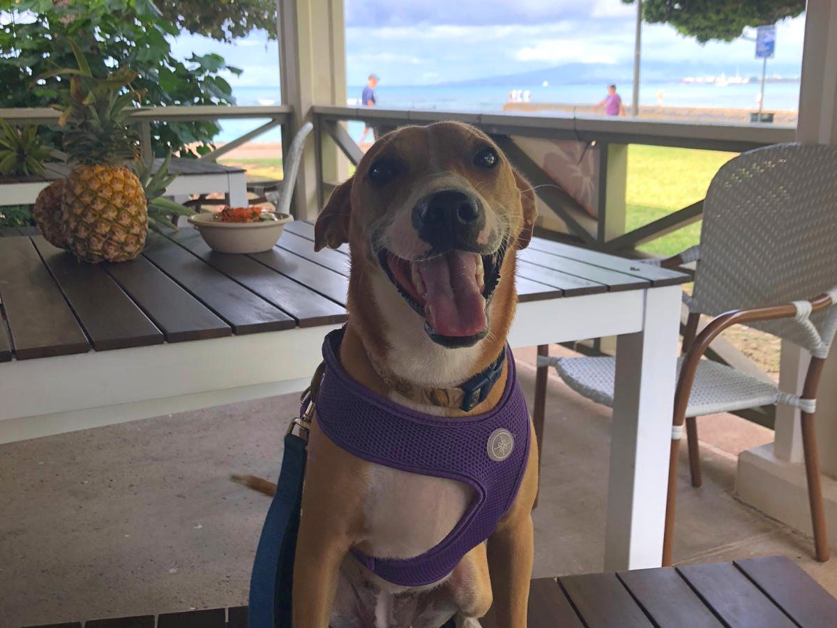 Guide Honolulu Magazine