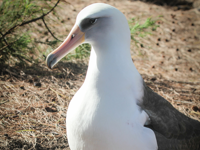 Albatross Preview