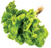 Lettuce1