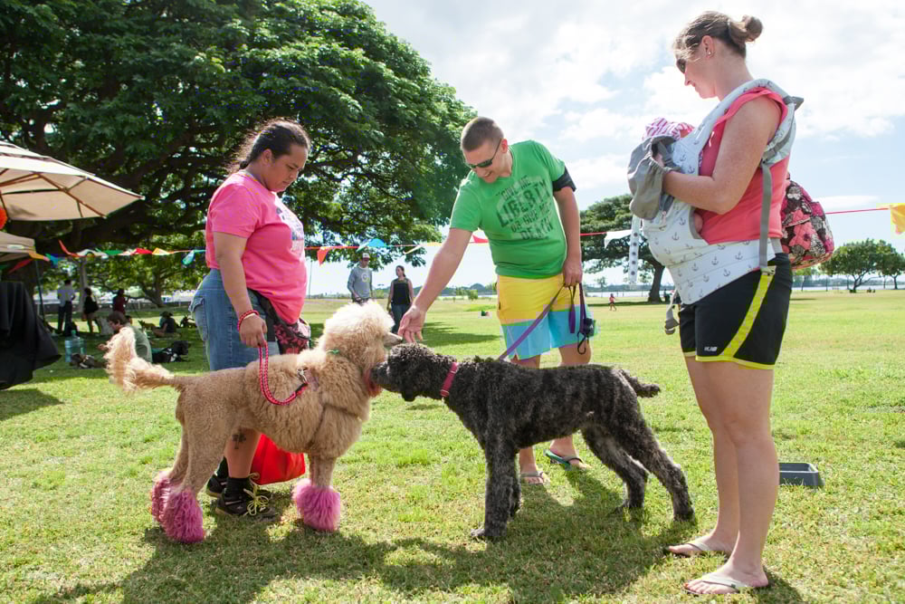 Hn0115 Od Caninegamesday 6411