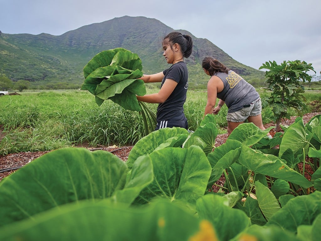 Can We Ever Eat All Local In Hawaii Mao Farm Lettuce