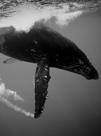 Humpbackwhales