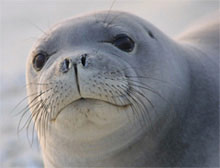 Monkseal1