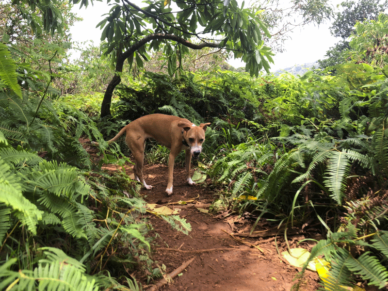 best-dog-hikes-in-hawaii.gif
