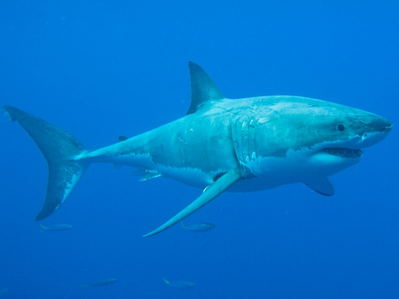 Shark