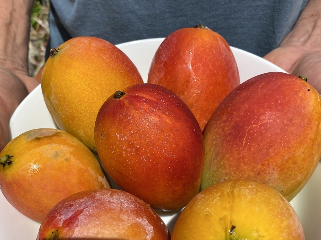 Hawai I S Gold The Sacredness Of Mangoes