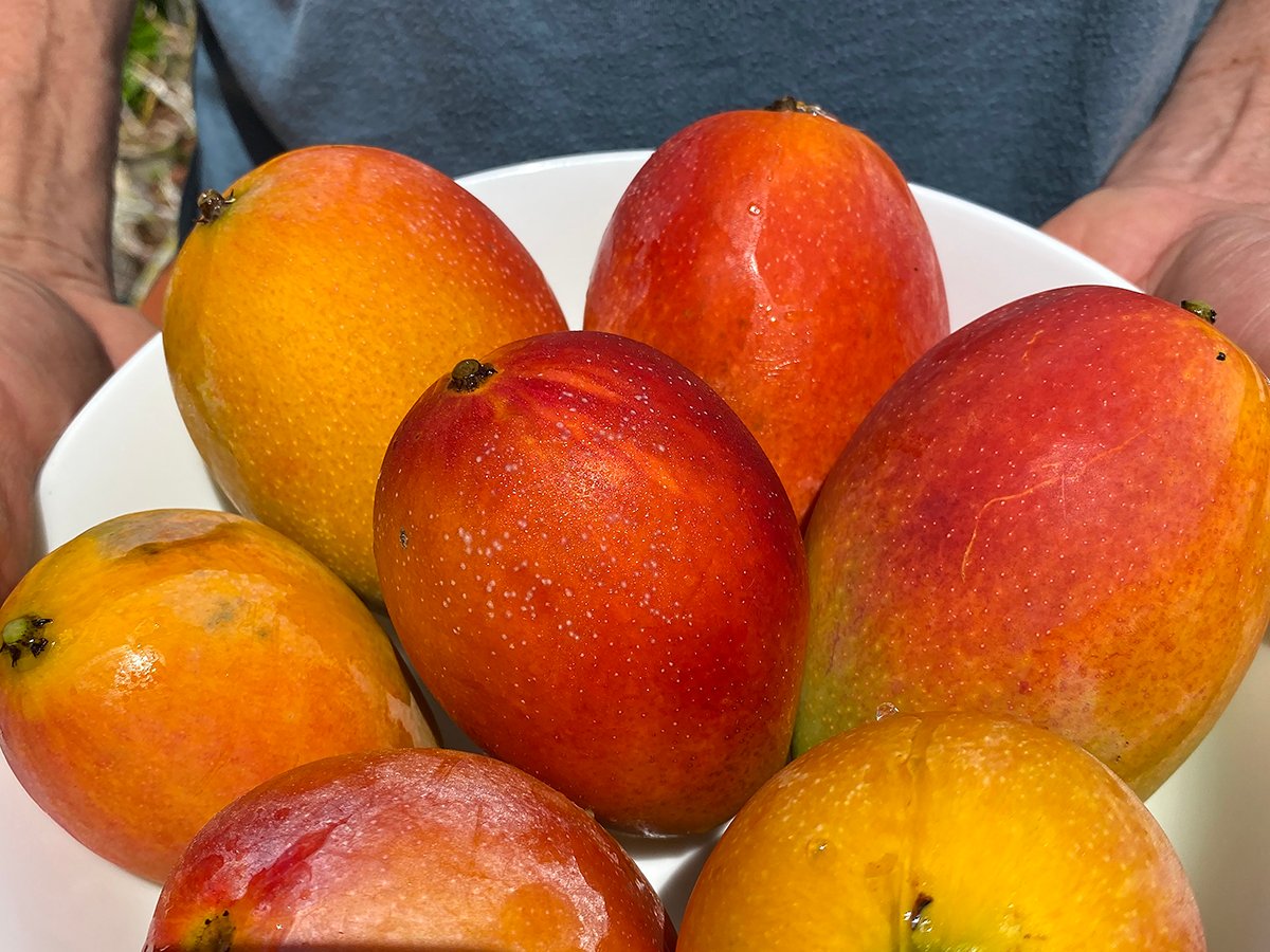 Hawaiis Gold The Sacredness Of Mangoes Close Up Mango