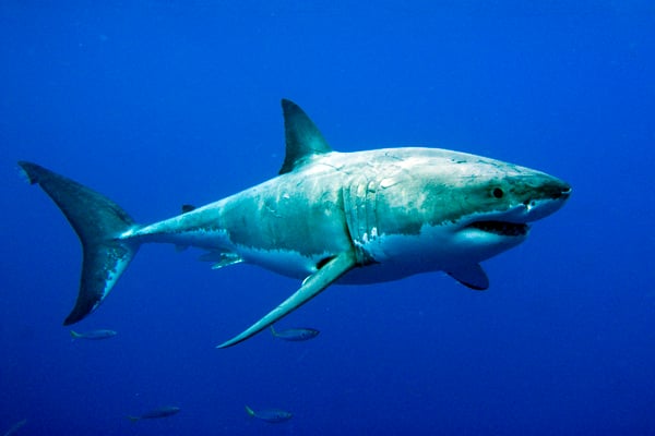 Web Greatwhiteshark