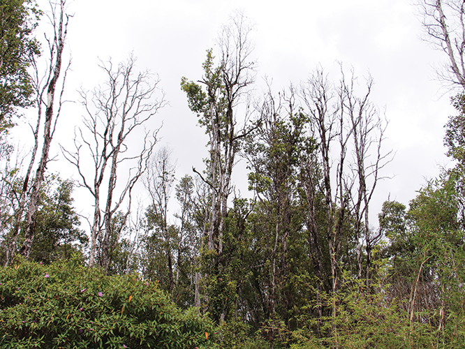 Rapid Ohia Death Hawn Acres