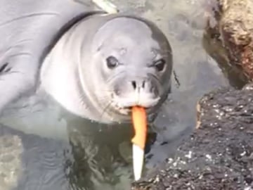 Baby Seal With Knife